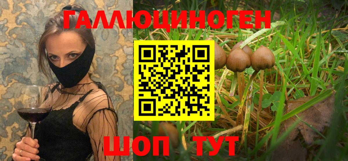 наркота  Вход с VPN  Клинцы  Галлюциногенные грибы Psilocybine cubensis 